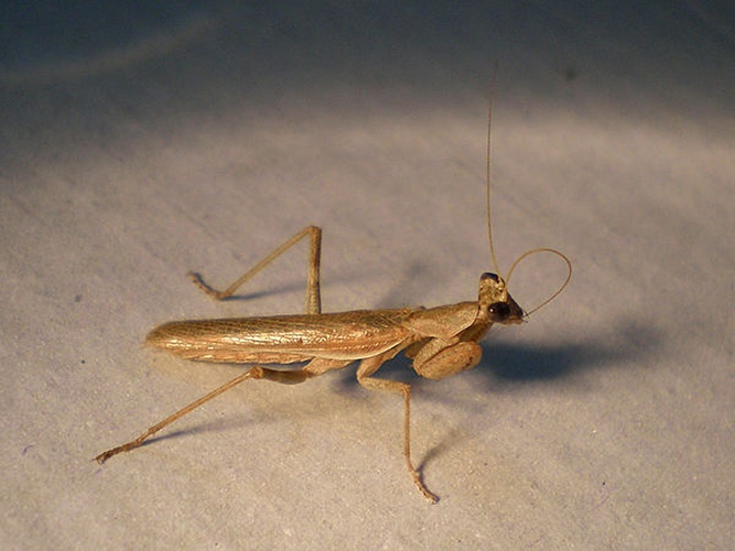 Ameles spallanzania © <a href="//commons.wikimedia.org/wiki/User:Hinox" title="User:Hinox">Hinox</a>