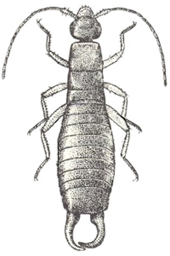 Maritime earwig © <a href="https://en.wikipedia.org/wiki/CSIRO" class="extiw" title="w:CSIRO">CSIRO</a>; this image is in the public domain per the Australian Copyright Act.