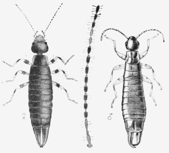 Ringlegged earwig &copy; Burr, Lucas, Pudsy