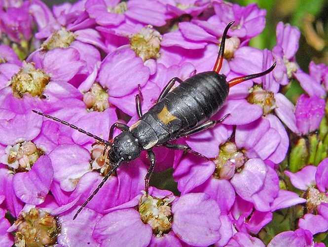 Anechura bipunctata © <a href="//commons.wikimedia.org/wiki/User:Hectonichus" title="User:Hectonichus">Hectonichus</a>