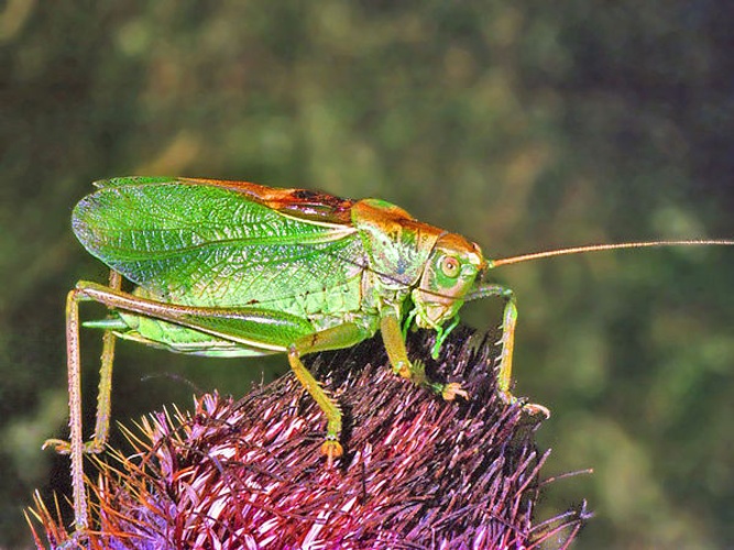 Tettigonia cantans © <a href="//commons.wikimedia.org/wiki/User:Hectonichus" title="User:Hectonichus">Hectonichus</a>