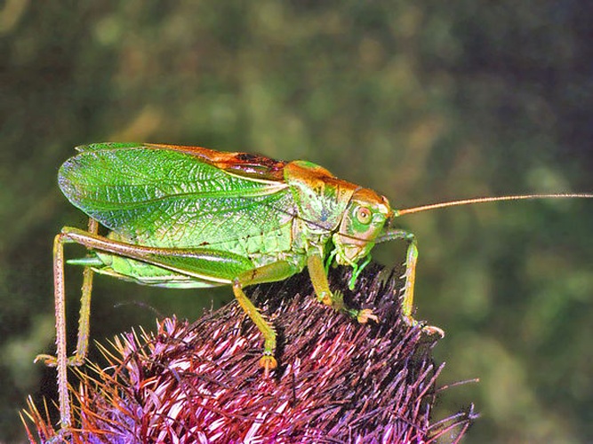 Tettigonia cantans &copy; <a href="//commons.wikimedia.org/wiki/User:Hectonichus" title="User:Hectonichus">Hectonichus</a>