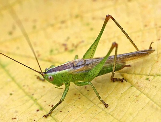 Long-winged conehead &copy; 