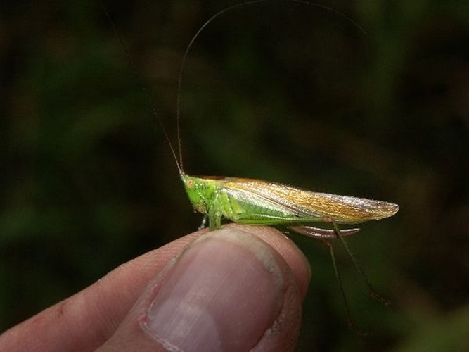 Conocephalus dorsalis © christof martin