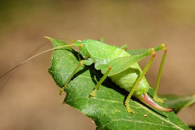 Cyrtaspis scutata © <a rel="nofollow" class="external text" href="https://www.flickr.com/people/9082612@N05">Gilles San Martin</a> from Namur, Belgium