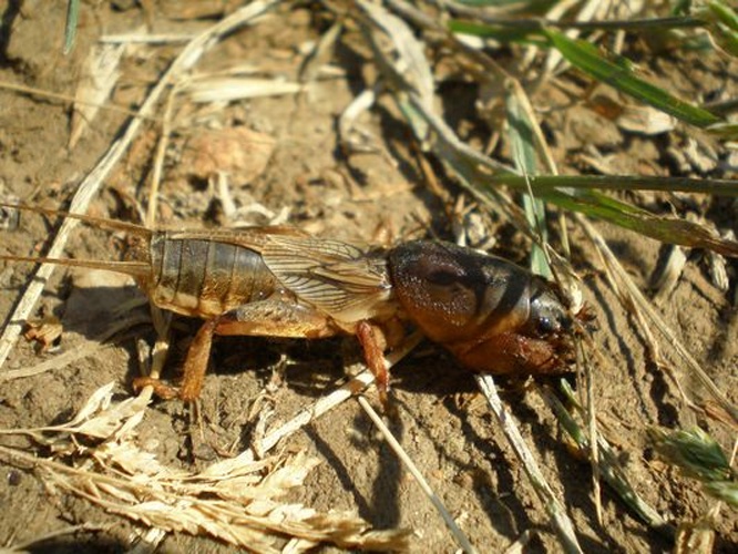 Gryllotalpa septemdecimchromosomica © <a href="//commons.wikimedia.org/wiki/User:Hinox" title="User:Hinox">Joan Carles Hinojosa Galisteo</a>