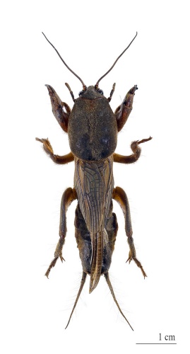 European mole cricket © <a href="//commons.wikimedia.org/wiki/User:Archaeodontosaurus" title="User:Archaeodontosaurus">Didier Descouens</a>