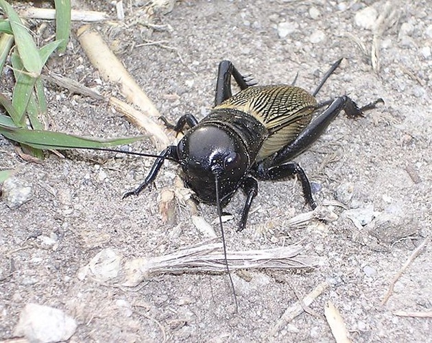 Gryllus campestris © <a href="//commons.wikimedia.org/wiki/User:Qualc1" title="User:Qualc1">Roberto Zanon</a>