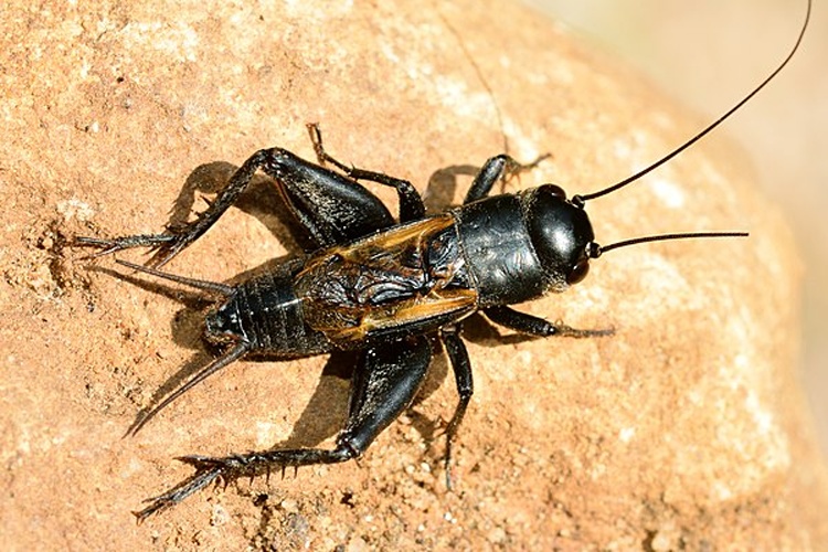 Melanogryllus desertus © <a rel="nofollow" class="external text" href="https://www.flickr.com/people/9082612@N05">Gilles San Martin</a> from Namur, Belgium