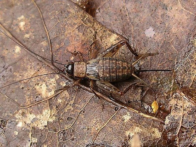 Nemobius sylvestris &copy; Frank Stavenuiter