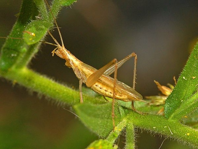 Italian tree cricket © <a href="//commons.wikimedia.org/wiki/User:Hectonichus" title="User:Hectonichus">Hectonichus</a>