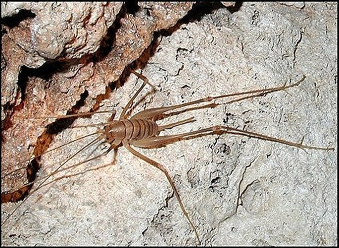 Dolichopoda linderii © <a href="//commons.wikimedia.org/wiki/User:LOPEZ_Andr%C3%A9" title="User:LOPEZ André">LOPEZ André</a>