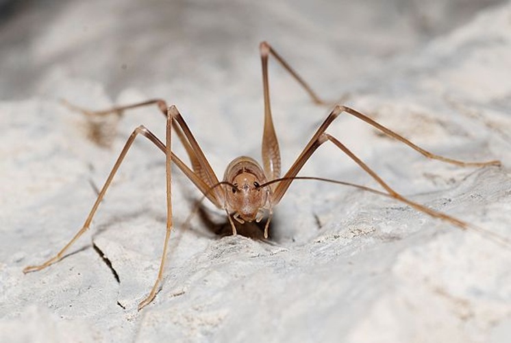 Dolichopoda azami © <a rel="nofollow" class="external text" href="https://www.flickr.com/people/9082612@N05">Gilles San Martin</a> from Namur, Belgium