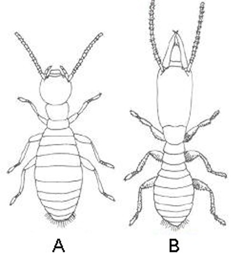 Reticulitermes lucifugus © uploaded by--<a href="//commons.wikimedia.org/wiki/User:Esculapio" class="mw-redirect" title="User:Esculapio">Esculapio</a> 20:33, 15 March 2007 (UTC)