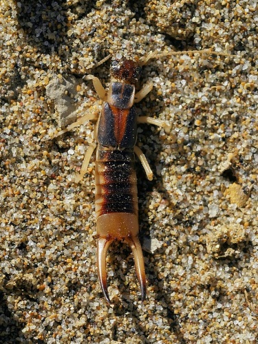 Labidura riparia &copy; <div class="fn value">
Hans Hillewaert</div>