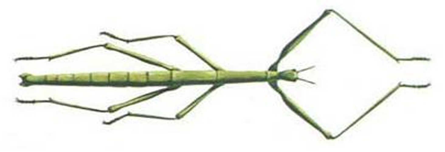 Bacillus rossius &copy; 