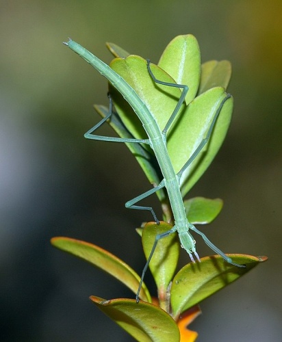 Leptynia hispanica © <a href="//commons.wikimedia.org/wiki/User:Dysmachus" title="User:Dysmachus">Fritz Geller-Grimm</a> and Felix Grimm