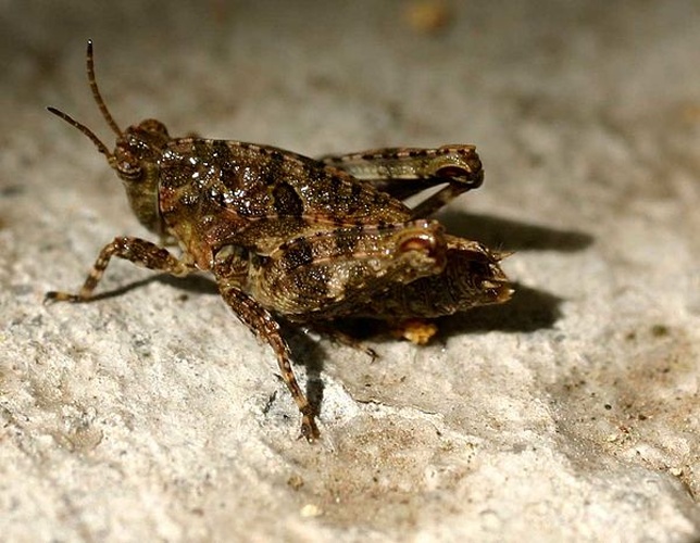 Tetrix bipunctata &copy; 