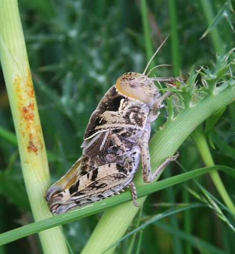 Prionotropis hystrix © <a href="//commons.wikimedia.org/wiki/User:Franz_Xaver" title="User:Franz Xaver">Franz Xaver</a>