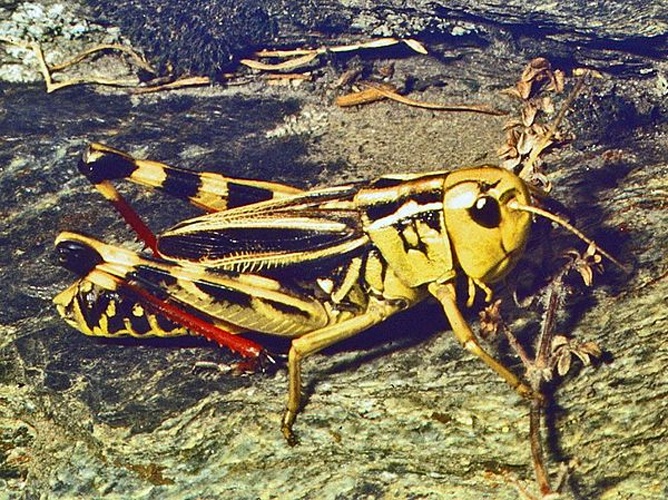 Arcyptera fusca © <a href="//commons.wikimedia.org/wiki/User:Hectonichus" title="User:Hectonichus">Hectonichus</a>