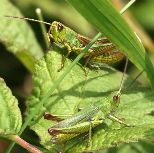 Chrysochraon dispar © <a href="//commons.wikimedia.org/wiki/User:Richard_Bartz" title="User:Richard Bartz">Richard Bartz</a>, Munich aka <a href="//commons.wikimedia.org/wiki/User:Makro_Freak" title="User:Makro Freak">Makro Freak</a> <a href="//commons.wikimedia.org/wiki/File:Makro_Freak_bar.jpg" class="image"><img alt="Makro Freak bar.jpg" src="https://upload.wikimedia.org/wikipedia/commons/8/8b/Makro_Freak_bar.jpg" decoding="async" width="80" height="15" data-file-width="80" data-file-height="15"></a>