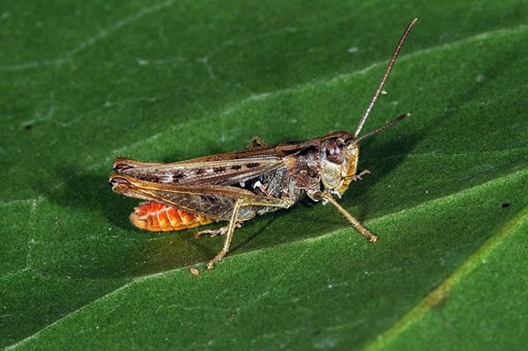 Omocestus haemorrhoidalis &copy; <a href="//commons.wikimedia.org/wiki/User:Dysmachus" title="User:Dysmachus">Fritz Geller-Grimm</a>