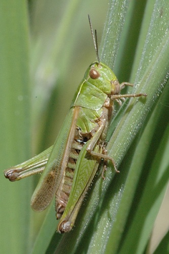 Omocestus viridulus &copy; James K. Lindsey