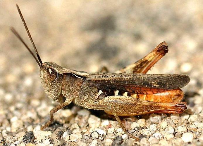 Stenobothrus grammicus © 