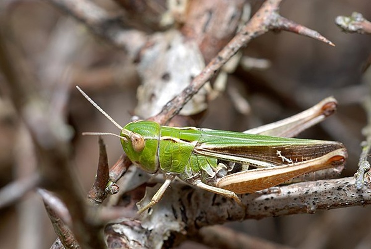 Stenobothrus lineatus © <a rel="nofollow" class="external text" href="https://www.flickr.com/people/9082612@N05">Gilles San Martin</a> from Namur, Belgium