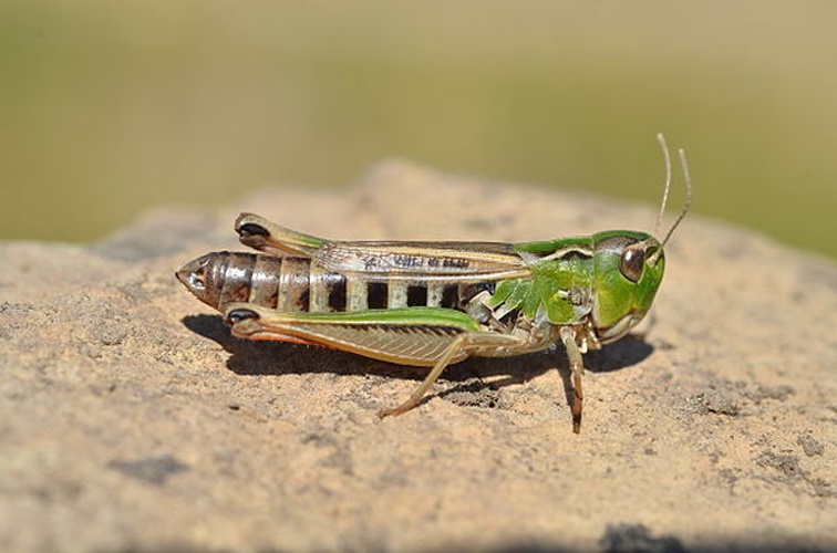 Stenobothrus nigromaculatus © <a rel="nofollow" class="external text" href="https://www.flickr.com/people/9082612@N05">Gilles San Martin</a>