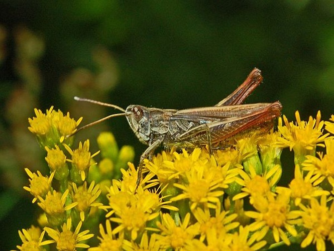 Rufous Grasshopper © <a href="//commons.wikimedia.org/wiki/User:Hectonichus" title="User:Hectonichus">Hectonichus</a>