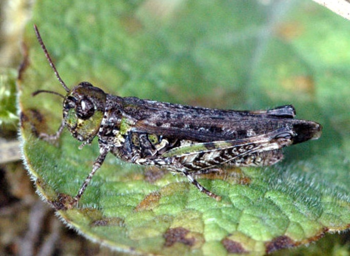 Myrmeleotettix maculatus © James K. Lindsey