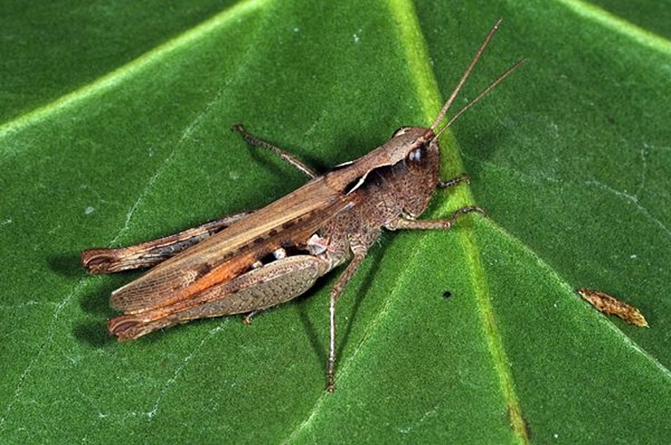 Chorthippus vagans &copy; <a href="//commons.wikimedia.org/wiki/User:Dysmachus" title="User:Dysmachus">Fritz Geller-Grimm</a>