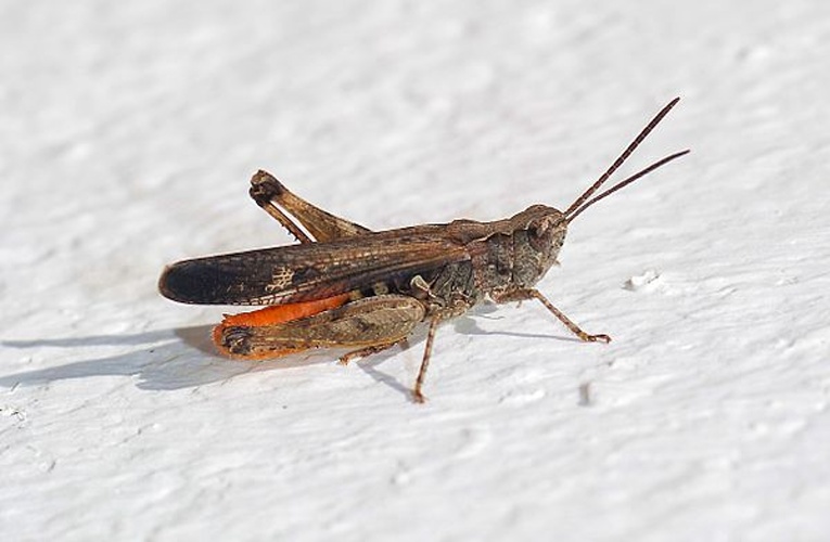 Common field grasshopper &copy; <a href="//commons.wikimedia.org/wiki/User:Alvesgaspar" title="User:Alvesgaspar">Alvesgaspar</a>