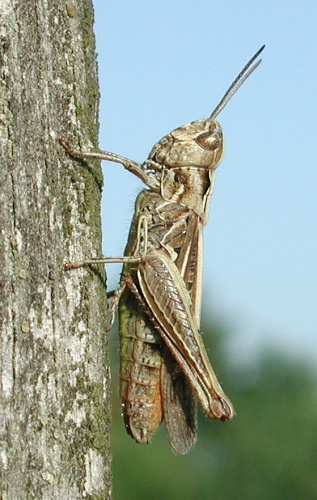Bow-winged grasshopper &copy; G.-U. Tolkiehn