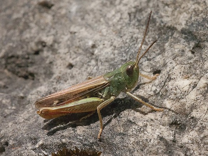 Chorthippus binotatus © <table style="width:100%; border:1px solid #aaa; background:#efd; text-align:center"><tbody><tr>
<td>
<a href="//commons.wikimedia.org/wiki/File:Lanius_pallidirostris.jpg" class="image"><img alt="Lanius pallidirostris.jpg" src="https://upload.wikimedia.org/wikipedia/commons/thumb/a/a2/Lanius_pallidirostris.jpg/55px-Lanius_pallidirostris.jpg" decoding="async" width="55" height="41" srcset="https://upload.wikimedia.org/wikipedia/commons/thumb/a/a2/Lanius_pallidirostris.jpg/83px-Lanius_pallidirostris.jpg 1.5x, https://upload.wikimedia.org/wikipedia/commons/thumb/a/a2/Lanius_pallidirostris.jpg/110px-Lanius_pallidirostris.jpg 2x" data-file-width="800" data-file-height="600"></a>
</td>
<td>This image is created by user <a rel="nofollow" class="external text" href="http://observado.org/user/photos/3232">Rob Felix</a> at <a rel="nofollow" class="external text" href="http://observado.org/">observado.org</a>, a global biodiversity recording project.
</td>
</tr></tbody></table>
