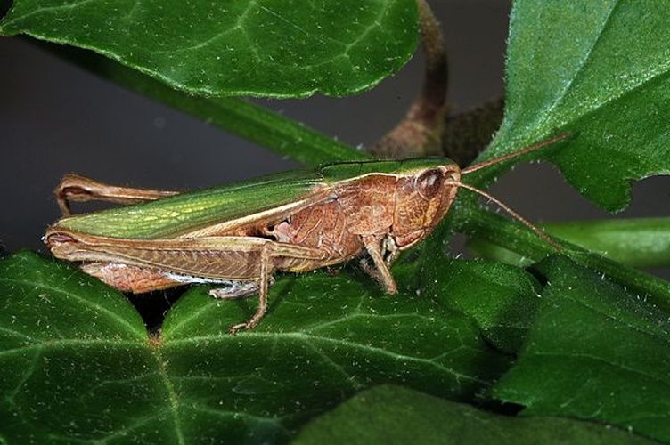 Chorthippus dorsatus &copy; <a href="//commons.wikimedia.org/wiki/User:Dysmachus" title="User:Dysmachus">Fritz Geller-Grimm</a>