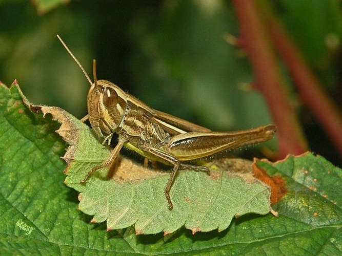 Sharp-tailed grasshopper © <a href="//commons.wikimedia.org/wiki/User:Hectonichus" title="User:Hectonichus">Hectonichus</a>