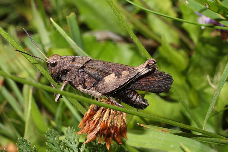 Rattle grasshopper © <a href="//commons.wikimedia.org/wiki/User:IKAl" title="User:IKAl">IKAl</a>