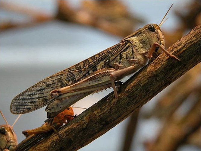 Migratory locust © <a href="//commons.wikimedia.org/wiki/User:Jonathan_Hornung" title="User:Jonathan Hornung">Jonathan Hornung</a>
