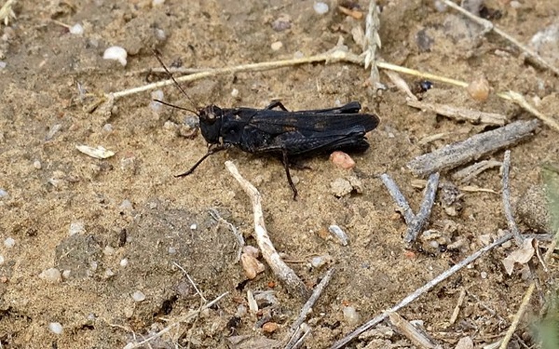 Celes variabilis © <a href="//commons.wikimedia.org/wiki/User:ChriKo" title="User:ChriKo">ChriKo</a>