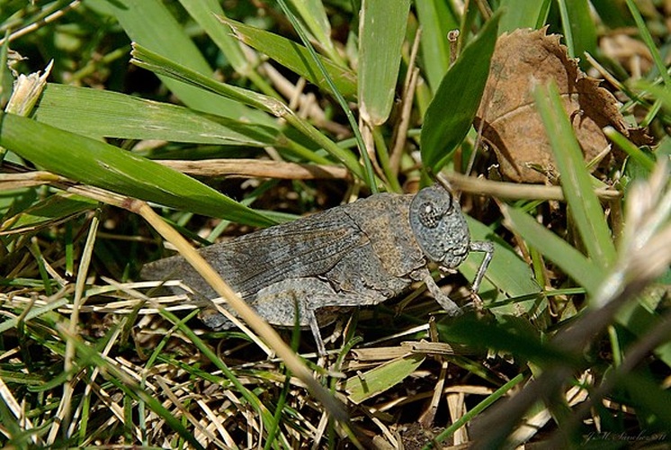 Oedipoda fuscocincta © <a rel="nofollow" class="external text" href="https://www.flickr.com/people/66526797@N00">Juan Manuel Sánchez</a> from Galdakao, Basque country (Spain)