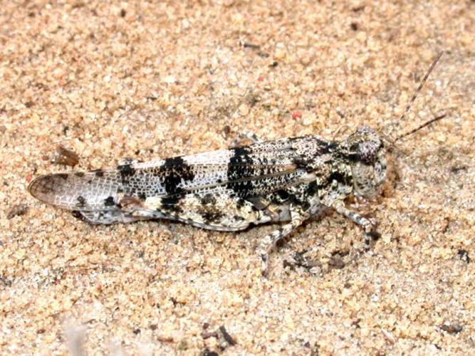 Sphingonotus caerulans © doc. dr. Eduardas Budrys