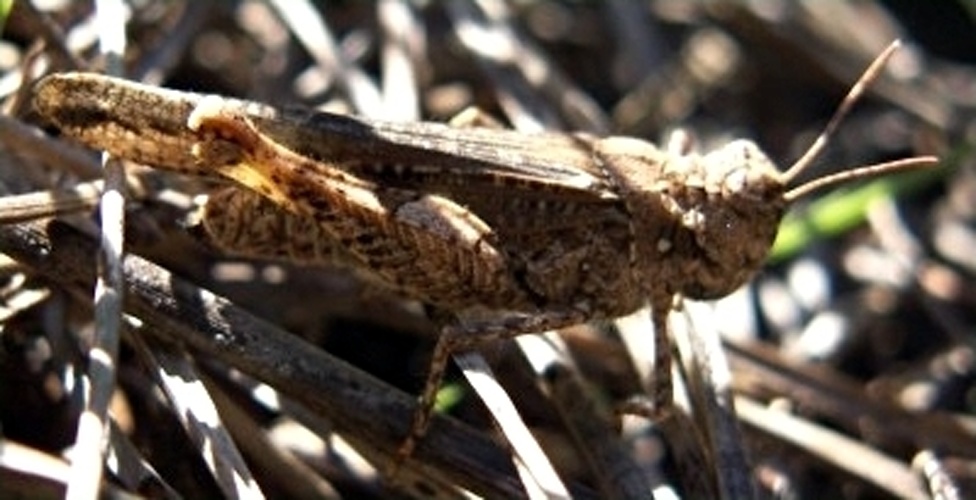 Acrotylus insubricus © <a rel="nofollow" class="external text" href="http://herramientas.educa.madrid.org/animalandia/autor.php?nombre=Isidro%20Mart%EDnez">Isidro Martínez</a>