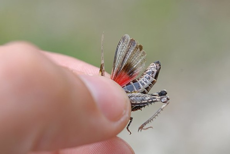 Acrotylus fischeri © <a rel="nofollow" class="external text" href="https://www.flickr.com/people/9082612@N05">Gilles San Martin</a> from Namur, Belgium