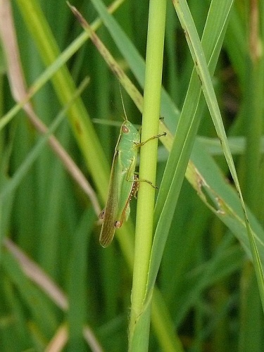 Paracinema tricolor &copy; <a href="//commons.wikimedia.org/wiki/User:ChriKo" title="User:ChriKo">ChriKo</a>