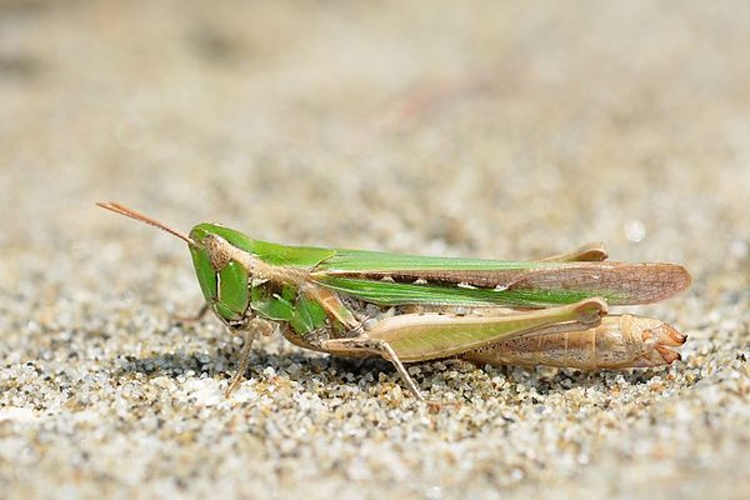 Calephorus compressicornis &copy; <a rel="nofollow" class="external text" href="https://www.flickr.com/people/9082612@N05">Gilles San Martin</a> from Namur, Belgium