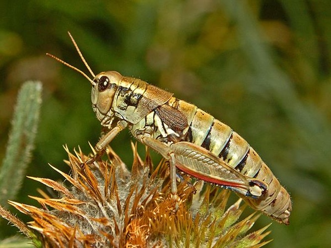 Podisma pedestris &copy; <a href="//commons.wikimedia.org/wiki/User:Hectonichus" title="User:Hectonichus">Hectonichus</a>