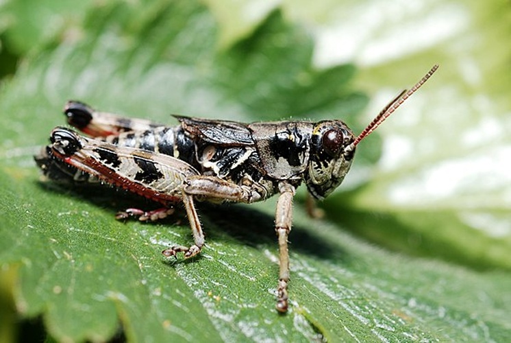 Melanoplus frigidus © <a rel="nofollow" class="external text" href="https://www.flickr.com/people/9082612@N05">Gilles San Martin</a> from Namur, Belgium