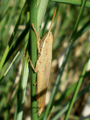 Tropidopola cylindrica © <a href="//commons.wikimedia.org/wiki/User:Hinox" title="User:Hinox">Joan Carles Hinojosa Galisteo</a>